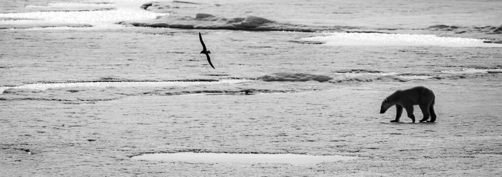 Black and white panoramic image of a Polar bear (Ursus maritimus) walking across pack ice with Northern Fulmar (Fulmarus glacialis) in flight, Himlopen Strait; Svalbard, Norway