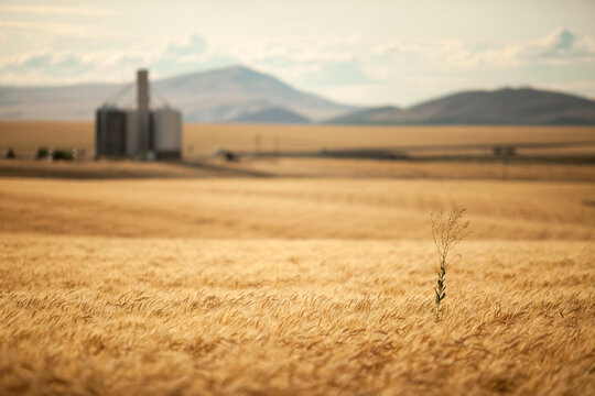 A single weed stands alone in a vast field of wheat.; Kennewick, Washington