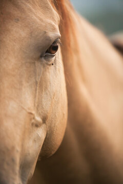 A close-up of a horse's face with a fly on its eyelashes.; Millersburg, Ohio