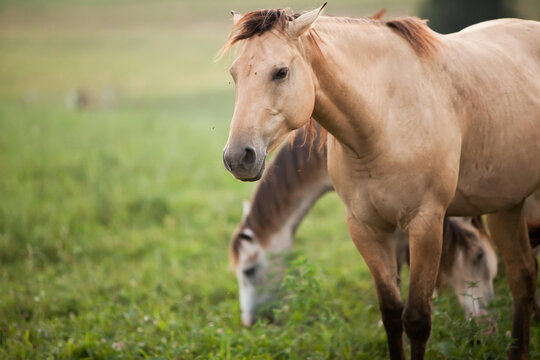 Horses graze on grass in an open field.; Millersburg, Ohio
