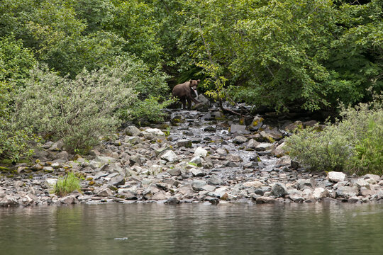 An Alaskan brown grizzly bear carries a fish in its mouth as it walks through trees towards water.; Redoubt Bay, Alaska