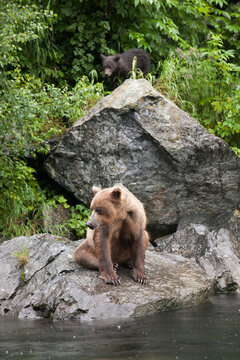 An Alaskan brown grizzly bear and its cub stand on rocks near the water's edge and hunt for fish.; Redoubt Bay, Alaska