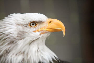 Portrait of an American bald eagle, Haliaeetus leucocephalus, that is undergoing rehabilitation at Sitka, Alaska's Raptor Center.; Sitka, Alaska
