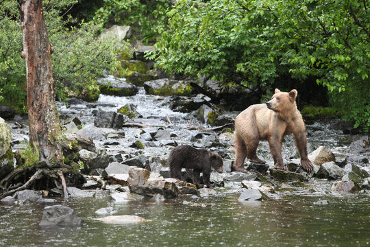 An Alaskan brown grizzly bear, Ursus arctos, and its cub stand on rocks near the water's edge and hunt for fish.; Redoubt Bay, Alaska