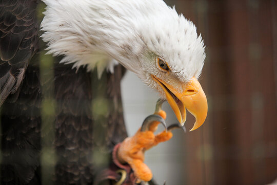 A bald eagle scratches the underside of its beak with its talon.; alaska's rapotor center, Sitka, Alaska