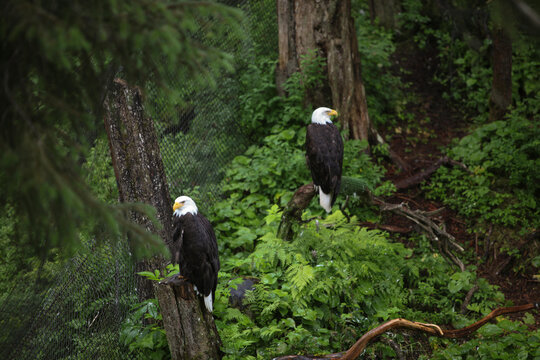 At Sitka, Alaska's Raptor Center, two American bald eagles are perched on trees within dense forest.; Sitka, Alaska - Powered by Adobe
