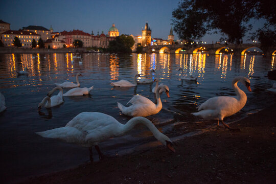 Swans gather on the Vltava River shore near the Charles Bridge, in Prague.; Prague, Czech Republic
