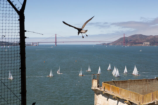 A bird flying over the Alcatraz Federal Penitentiary. A scenic view of the Golden Gate Bridge and sailboats.; Alcatraz Federal Penitentiary, Alcatraz Island, San Francisco Bay, California