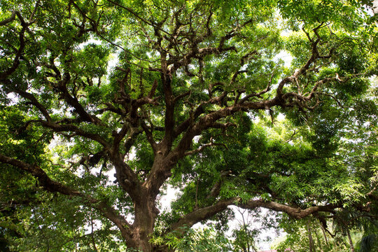 A large shady tree on Isla Coiba Island.; Isla Coiba National Park, Panama