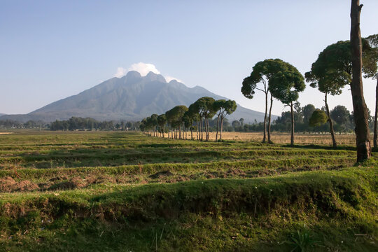 A row of trees separates farmland in front of a volcano.; Volcanoes National Park, Rwanda