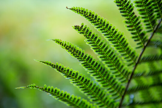 Detail of a fern plant; Armadale, Skye, Scotland