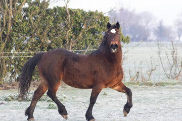 Greenwing section D Welsh cob horse posing for the camera on a frosty morning