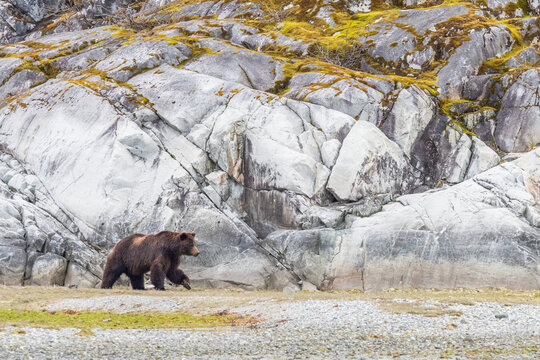 Brown bear (Ursus arctos) walking in front of a rocky cliff face along the shore in Glacier Bay National Park; Southeast Alaska, Alaska, United States of America