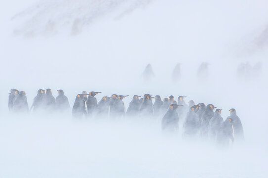 King Penguins (Aptenodytes patagonicus) standing together in groups on the tundra in a snow storm, South Georgia Island; South Georgia, Antarctica - Powered by Adobe