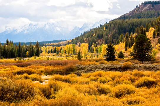 Fall Colors at Pacific Creek in YNP and the Grand Tetons in Grand Teton National Park, Wyoming, USA