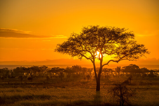 Awesome, golden sunset over the savanna in Serengeti National park; Tanzania, Africa