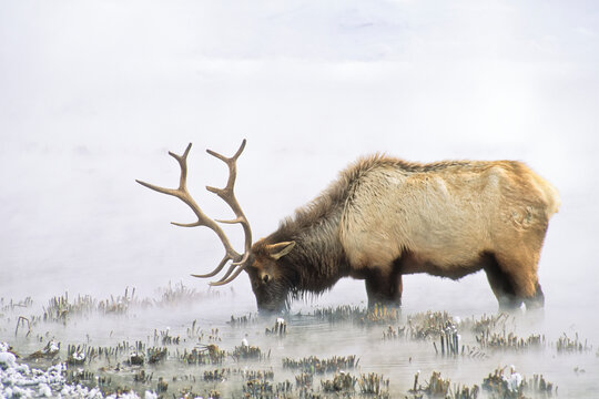 Bull elk enduing a long winter, feeding in thermal water on coarse reeds, YNP, Wyoming, USA