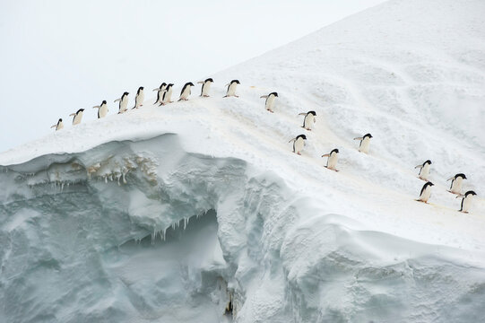 A rookery of Adelie penguins (Pygoscelie adeliae) walking in a row over an iceberg; Antarctica