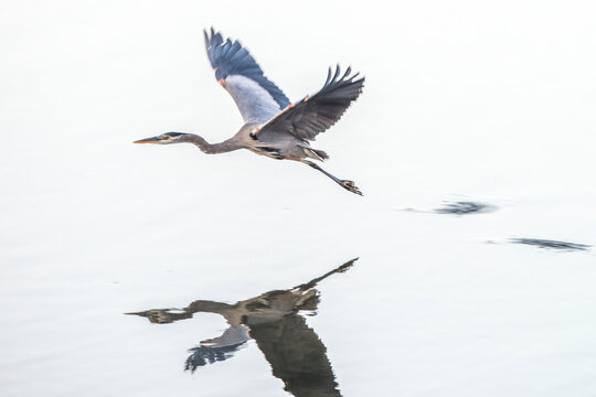 A Great blue heron (Ardea herodias) in flight over water with it's mirror image reflection on the surface; United States of America