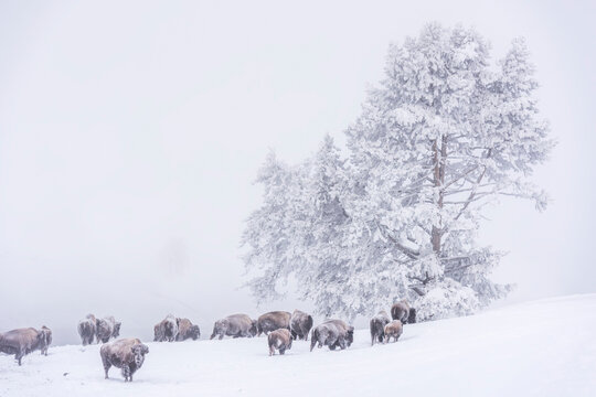 A herd of snow-covered Bison (Bison bison) grazing in a snowstorm in Yellowstone National Park; United States of America