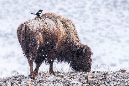 Black-billed magpie (Pica pica) is perched on the back of a Bison (Bison bison) in Yellowstone National Park in winter; United States of America