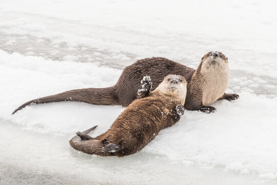 Northern River Otters (Lutra canadensis) lay on ice and greet the camera with a wave of the paw; Montana, United States of America
