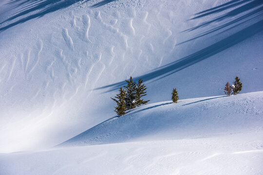 Drifting snow on the slopes of Big Game Ridge with Whitebark pine trees (Pinus albicaulis) standing on a mound in Yellowstone National Park in winter; United States of America