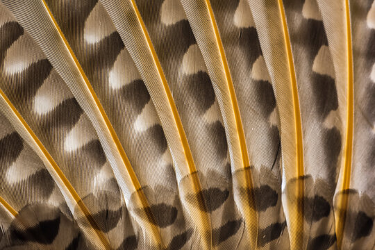 Close-up detail of Northern Flicker (Colaptes auratus) plumage; Montana, United States of America