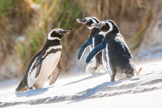 Three magellanic penguins (Spheniscus magellanicus) slipping and playing while walking up a sandy slope; Falkland Islands, Antarctica