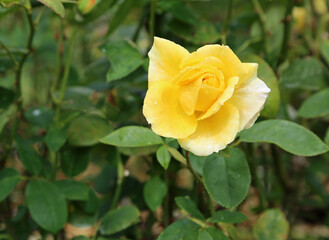 Yellow Rose with water drops