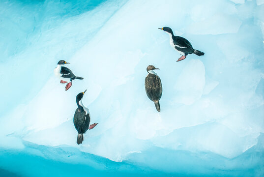Four Antarctic shags (Phalacrocoracidae) standing on an iceberg looking in various directions; South Georgia Island, Antarctica