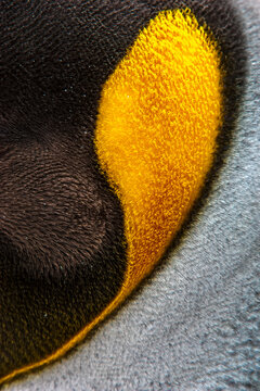 Extreme close-up of a king penguin (Aptenodytes patagonicus) feather pattern; South Georgia Island, Antarctica