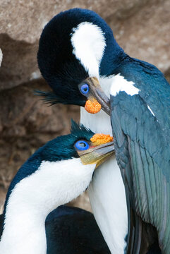 Pair of blue-eyed shags (Phalacrocorax atriceps) affectionately courting and nesting in the rocks along the coast; Antarctica
