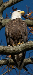 bald eagle on tree