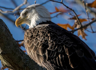 american bald eagle