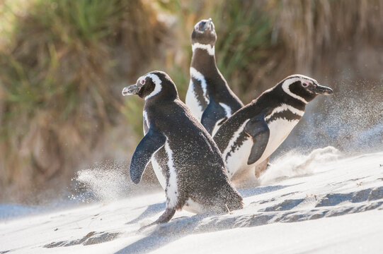 Three magellanic penguins (Spheniscus magellanicus) slipping and playing while walking up a sandy slope; Falkland Islands, Antarctica