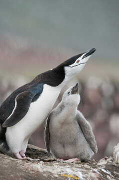 Chinstrap penguin (Pygoscelis antarcticus) adult and chick at nest calling together; Antarctica