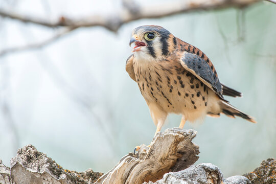 Portrait of a young American kestrel (Falco sparverius) sitting on top of a narrowleaf cottonwood stump (Populus angustifolia) with its mouth open calling; Montana, United States of America