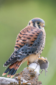 Portrait of an American kestrel (Falco sparverius) perched on a tree branch holding a deer mouse (Peromyscus maniculatus) with its talons; Montana, United States of America