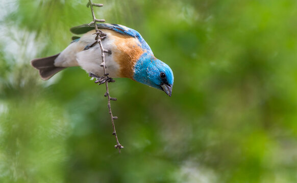 Portrait of a lazuli bunting (Passerina amoena) perched on a twig looking down; United States of America