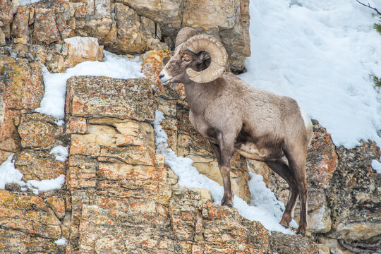 Portrait of a bighorn sheep ram standing on a rock cliff, Yellowstone National Park, Wyoming, USA
