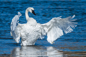 Trumpeter swan (Cygnus buccinator) standing up in the blue water, stretching its wings in the sunlight; Yellowstone National Park, United States of America