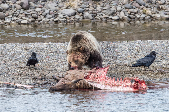 Brown bear (Ursus arctos) feeding on elk carcass at the water's edge while a pair of ravens (Corvus corax) stand by to scavenge leftover food; Yellowstone National Park, United States of America