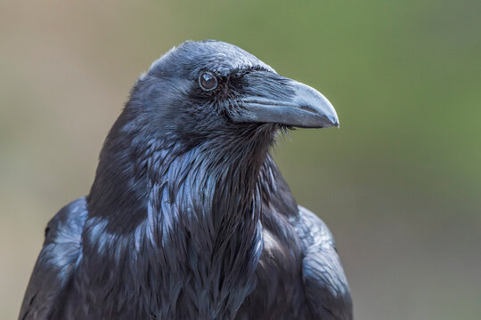Close-up portrait of a raven (Corvus corax); Yellowstone National Park, United States of America