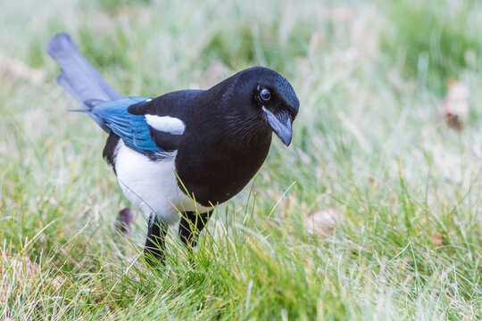 Close-up portrait of a black-billed magpie (Pica hudsonia) standing in the grass hunting for food; Montana, United States of America