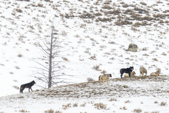 A pack of wolves (Canis lupus) gathered on a snow covered hill in Yellowstone National Park; Wyoming, United States of America