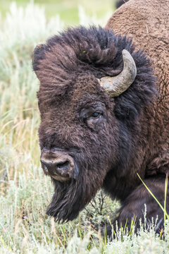 Close-up portrait of a bison bull (Bison bison)in a sagebrush field; Yellowstone National Park, Wyoming, United States of America