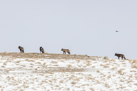 A pack of wolves (Canis lupus) gathered on a snow covered hill in Yellowstone National Park; Wyoming, United States of America