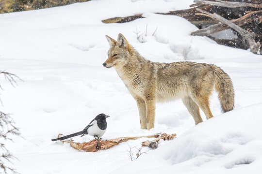 A coyote stands next to an elk carcass in winter with a black-billed magpie , YNP, USA