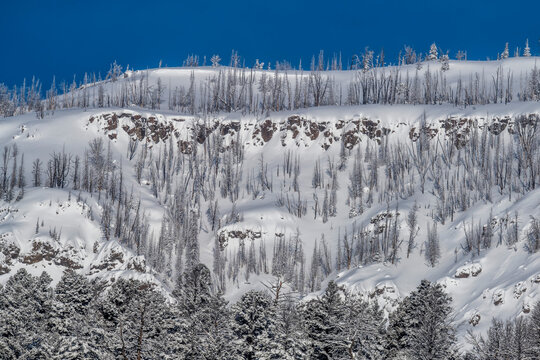 Mountainside of lodgepole pines and dead trees from a fire in winter, YNP, USA